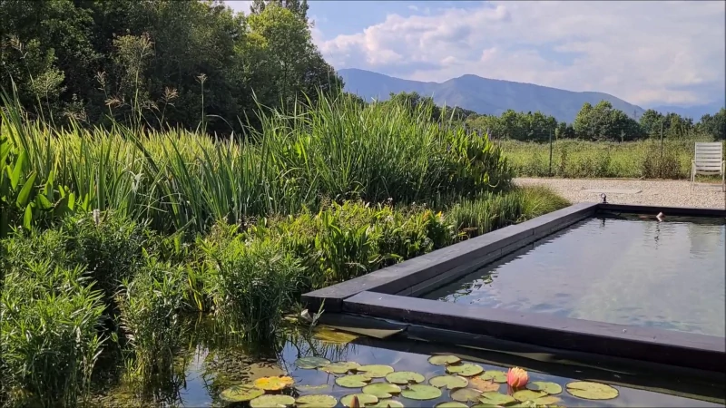 natural pool aquatic plants